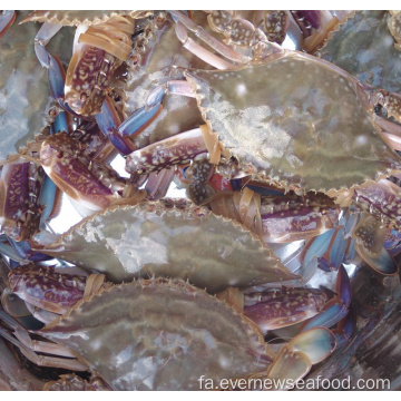 غذاهای دریایی منجمد نام علمی خرچنگ